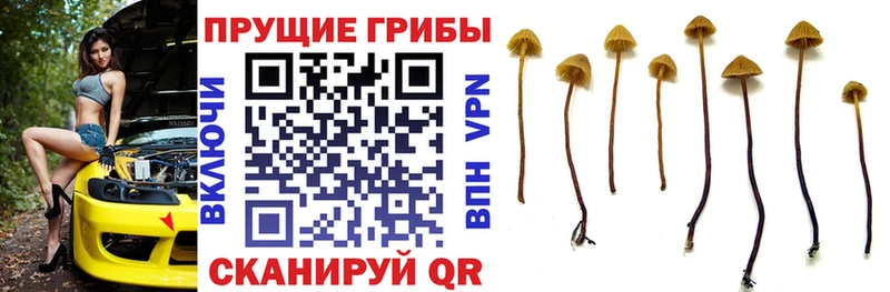 гидра зеркало  Орск  Псилоцибиновые грибы Magic Shrooms 